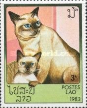 Siamese Cat (Felis silvestris catus)