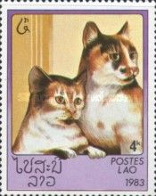 Burmese (Felis silvestris catus)