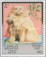 Persian (Felis silvestris catus)