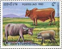 Cattle and Pig
