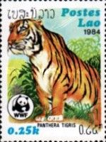 Tiger (Panthera tigris)