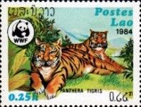 Tiger (Panthera tigris)