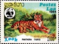 Tiger (Panthera tigris)