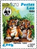Tiger (Panthera tigris)