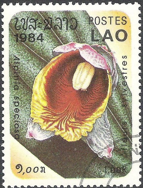 Alpinia speciosa