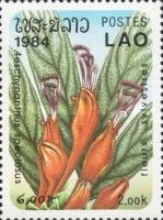 Aeschynanthus speciosus