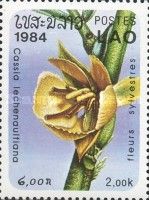 Cassia lechenaultiana