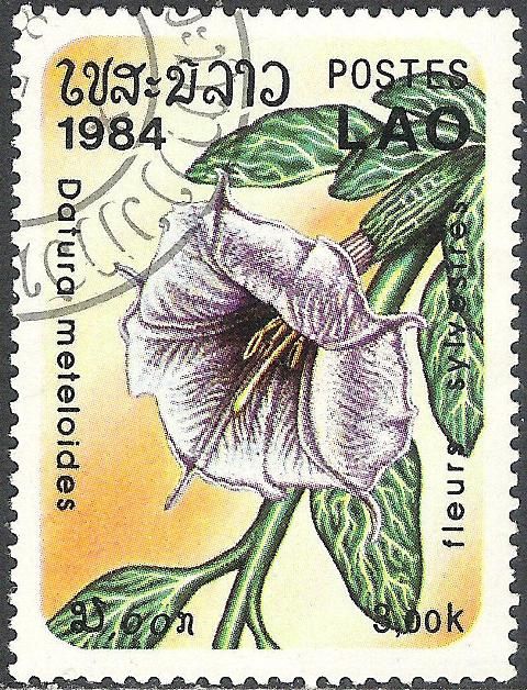 Datura meteloides