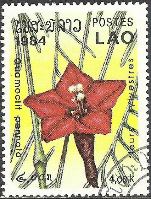 Quamoclit pennata