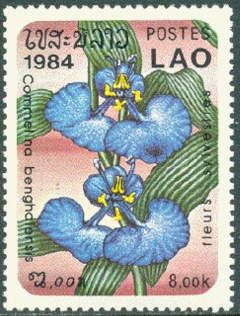 Commelina benghafensis