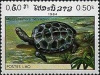 Diamondback Terrapin (Malaclemys terrapin)