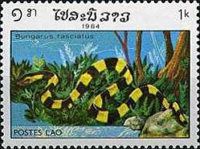 Banded Krait (Bungarus fasciatus)