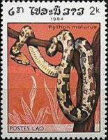 Indian Rock Python (Python molurus)