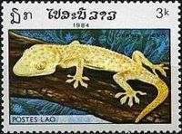 Tokay Gekko (Gekko gekko)