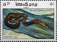 Red-necked Keelback (Rhabdophis subminiatus)