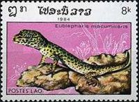 Leopard Gecko (Eublepharis macumiliaris)