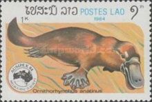 Platypus (Ornithorhynchus anatinus)