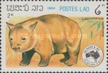 Southern hairy-nosed Wombat (Lasiorhinus latifrons)
