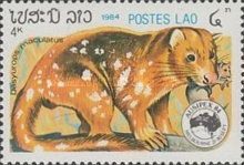 Tiger Quoll (Dasyurus maculatus)
