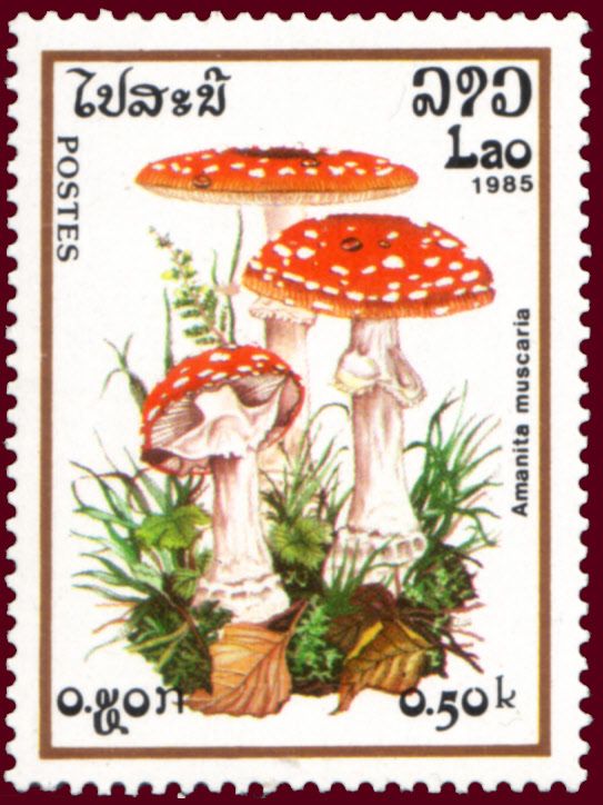 Amanita Muscaria