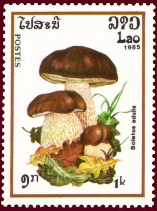 Cep (Boletus edulis)