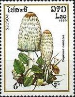 Coprinus Comatus