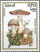 Amanita Rubescens