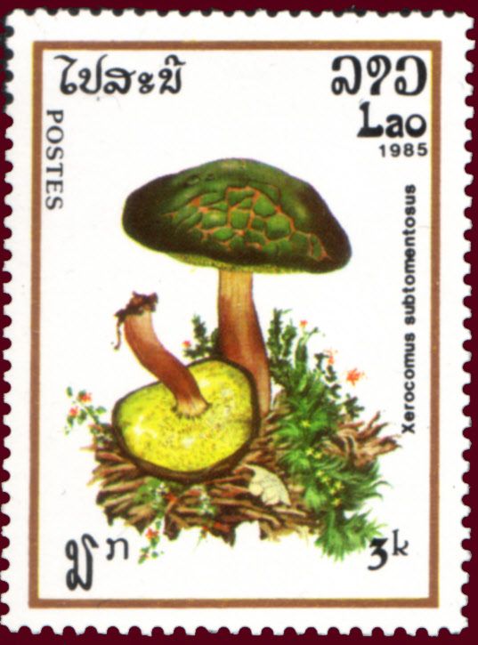 Xerocomus Subtomentosus