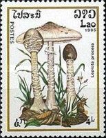 Lepiota Procera