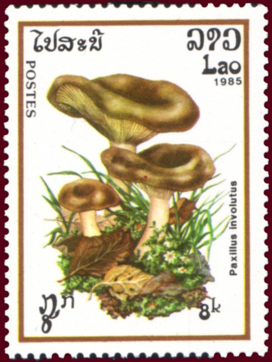 Paxillus involutus