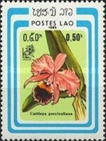 Cattleya percivaliana