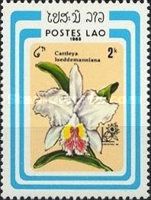 Cattleya lueddemanniana