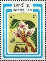 Maxillaria sanderiana