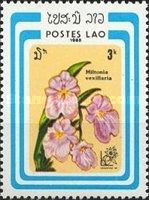 Miltoniopsis vexillaria