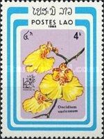 Oncidium varicosum