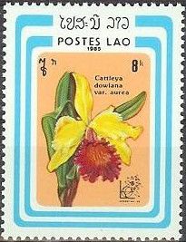 Cattleya dowiana