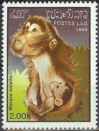 Rhesus Macaque (Macaca mulatta)