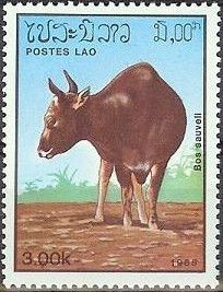 Kouprey (Bos sauveli)