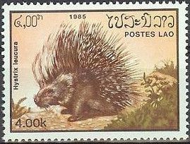 Indian Crested Porcupine (Hystrix leucura)
