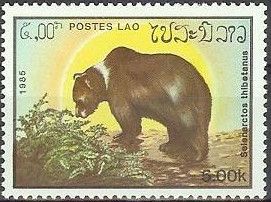 Asian Black Bear (Selenarctos thibetanus)