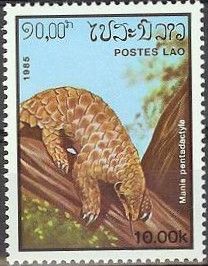 Chinese Pangolin (Manis pentadactyla)