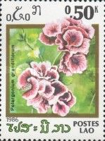 Pelargonium grandiflorum