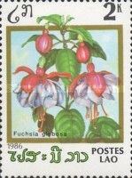 Fuchsia globosa