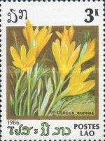 Crocus aureus