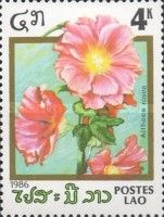 Althaea rosea