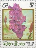 Gladiolus purpureo