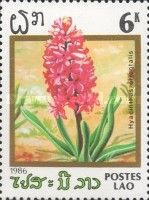 Hyacinthus orientalis
