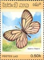 Black-veined White Butterfly (Aporia hippia)
