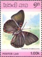Butterfly (Euthalia irrubescens)