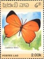 Orange Hairstreak (Japonica lutea)